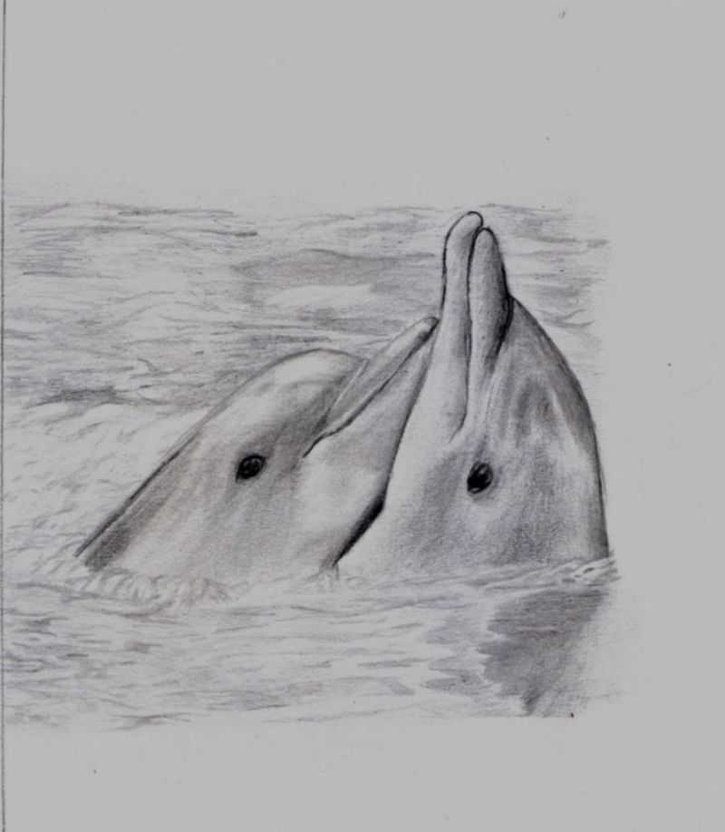 Obsession filter Lender Cum să desenezi un delfin cu creioane (100 de poze): instrucțiuni pas cu  pas pentru începători și copii